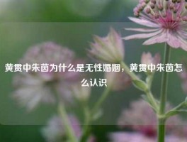 黄贯中朱茵为什么是无性婚姻，黄贯中朱茵怎么认识