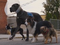 做微商怎样引流客户(10招吸引微商客户，快速提升销售！)